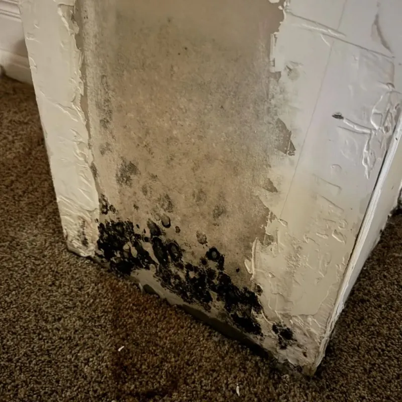 Professional Mold Removal in Kingfield, ME